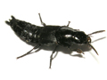 Quedius dilatatus